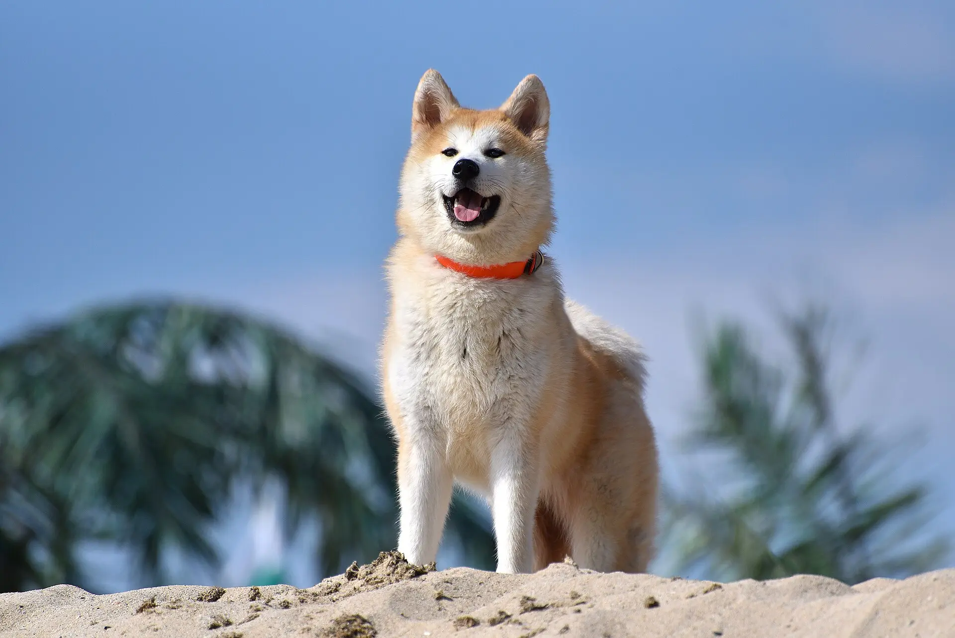 秋田犬