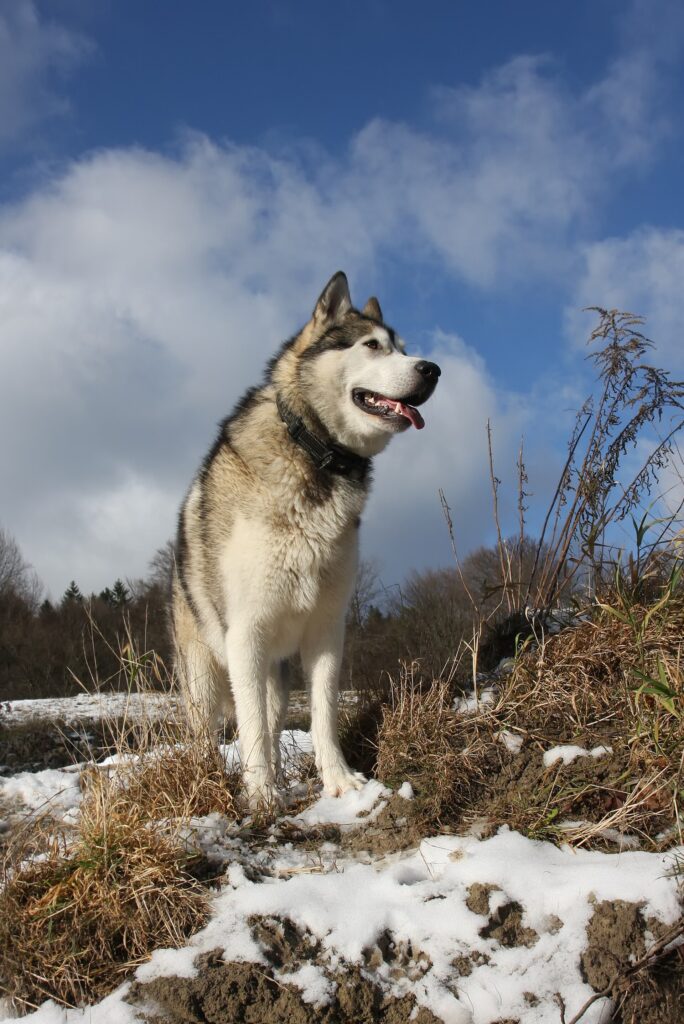 阿拉斯加雪橇犬