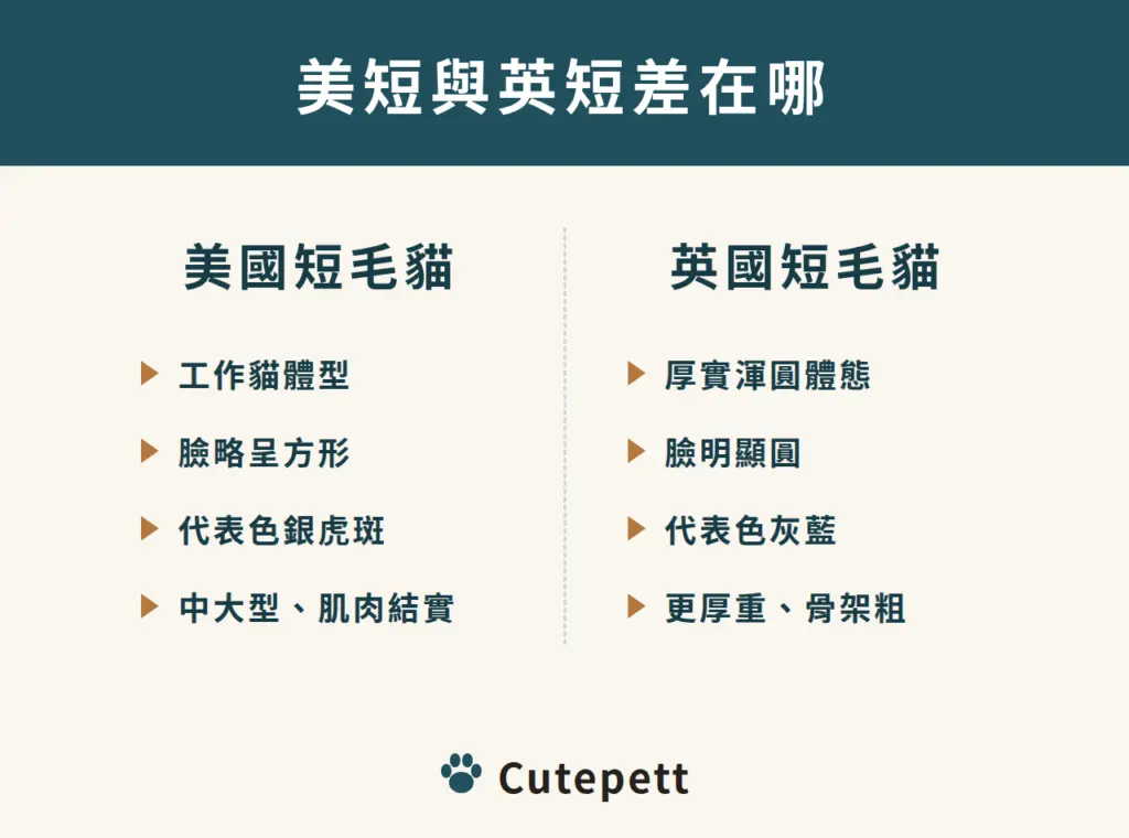 美短與英短差在哪：美短工作貓體型、臉略方、代表色銀虎斑；英短厚實渾圓、臉明顯圓、代表色灰藍