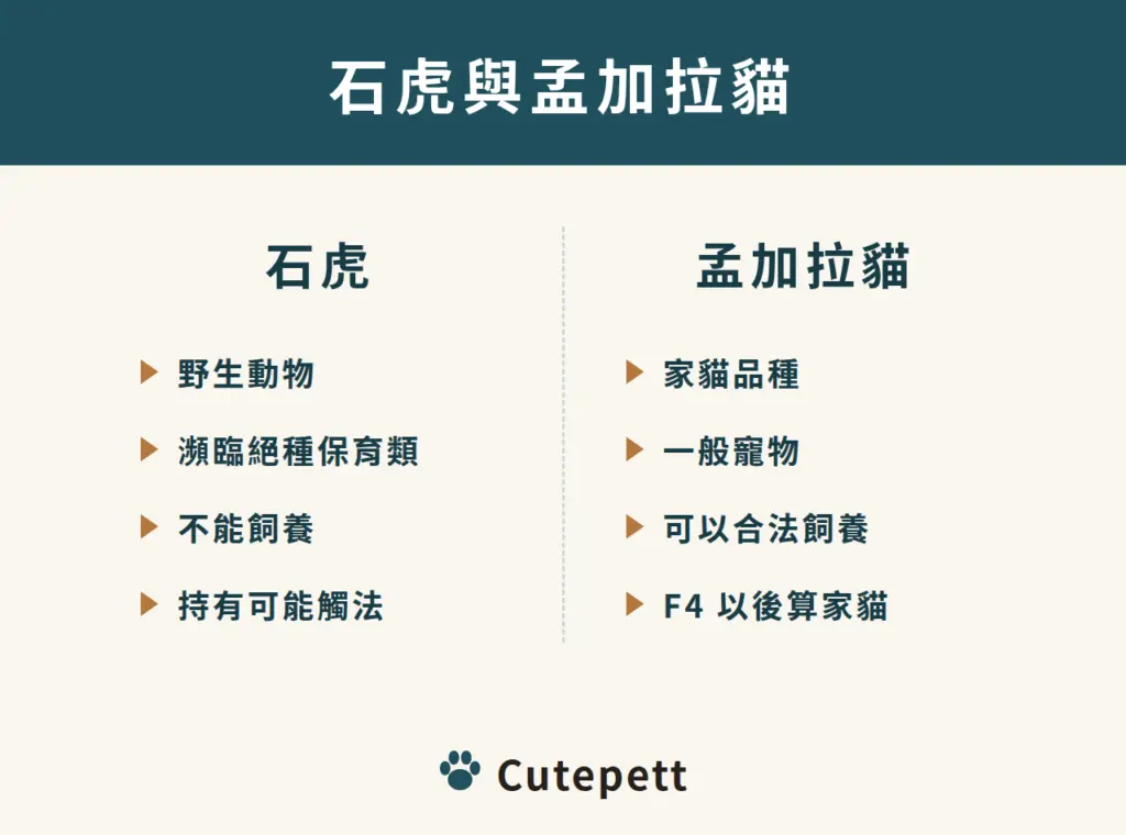 石虎與孟加拉貓：石虎是瀕臨絕種保育類野生動物，不能飼養；孟加拉貓是家貓品種，可以合法飼養