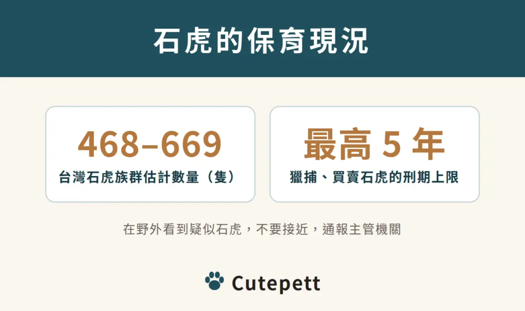 石虎的保育現況：台灣族群估計 468 至 669 隻；獵捕或買賣最高可處 5 年有期徒刑