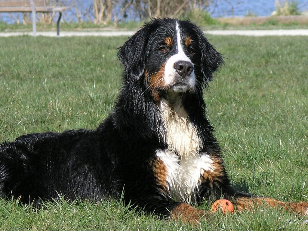 伯恩山犬
