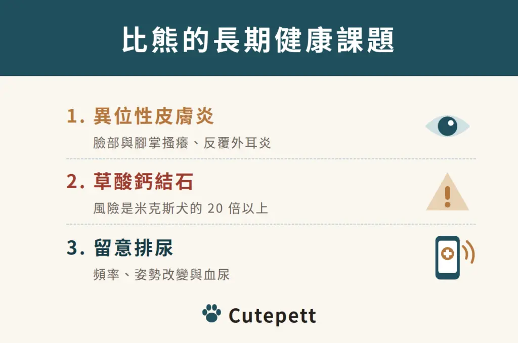 比熊的長期健康課題：異位性皮膚炎、草酸鈣結石風險是米克斯犬 20 倍以上、留意排尿變化