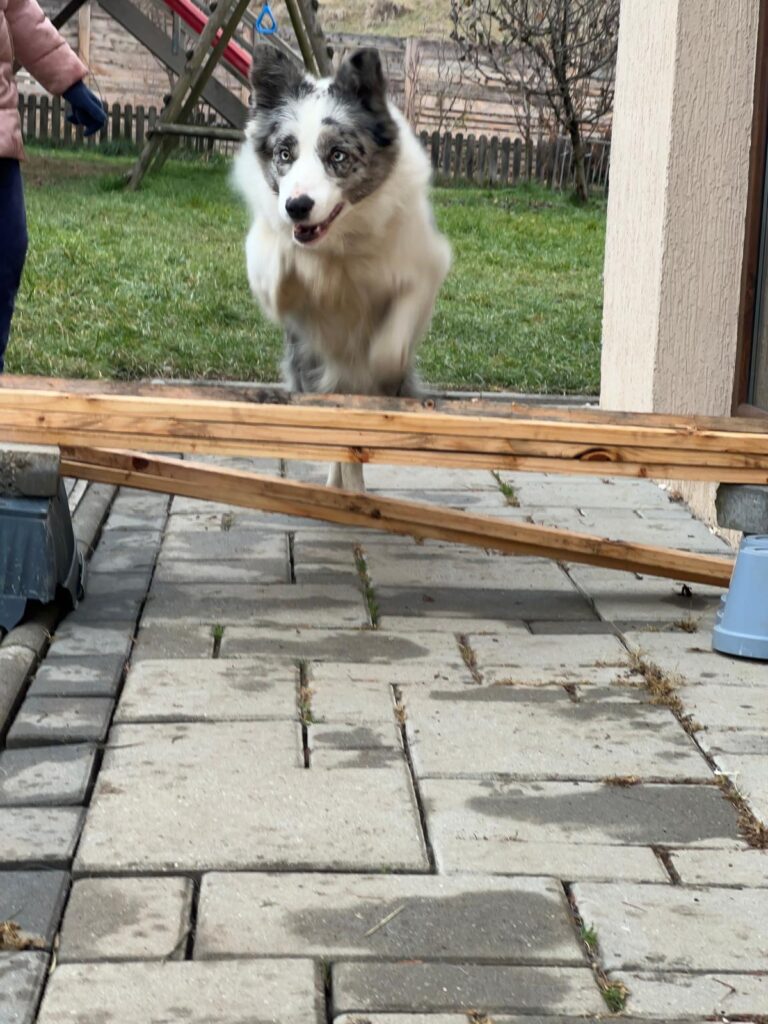藍隕石色（blue merle）的邊境牧羊犬