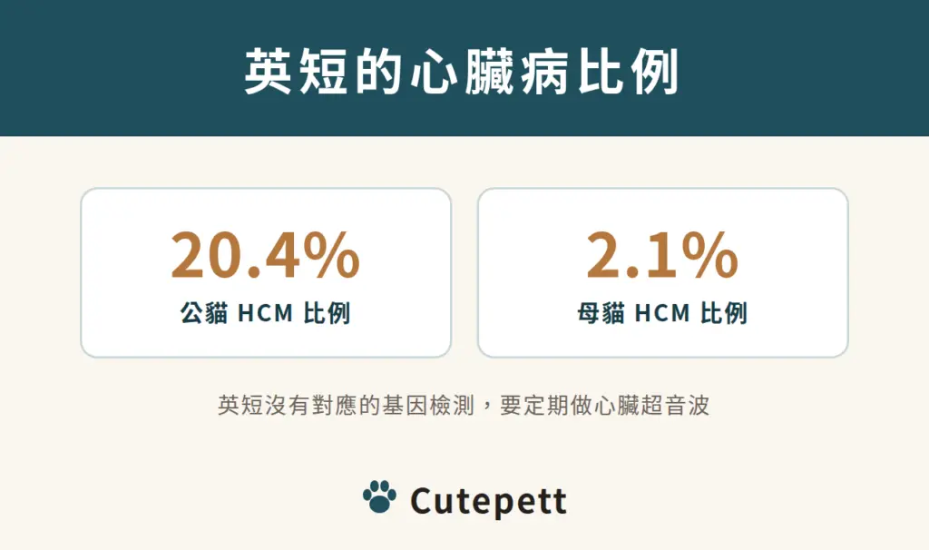 英國短毛貓 HCM 比例:公貓 20.4%、母貓 2.1%,沒有對應的基因檢測,要定期做心臟超音波