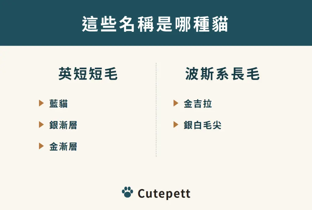 毛色名稱對照:藍貓、銀漸層、金漸層都是短毛的英國短毛貓;金吉拉是長毛的波斯系,銀白毛尖
