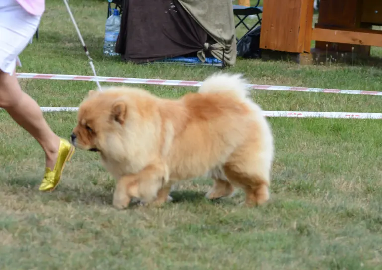 犬展中的淺色粗毛鬆獅犬