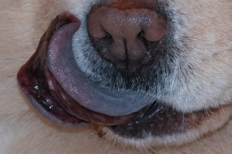 鬆獅犬藍黑色舌頭特寫