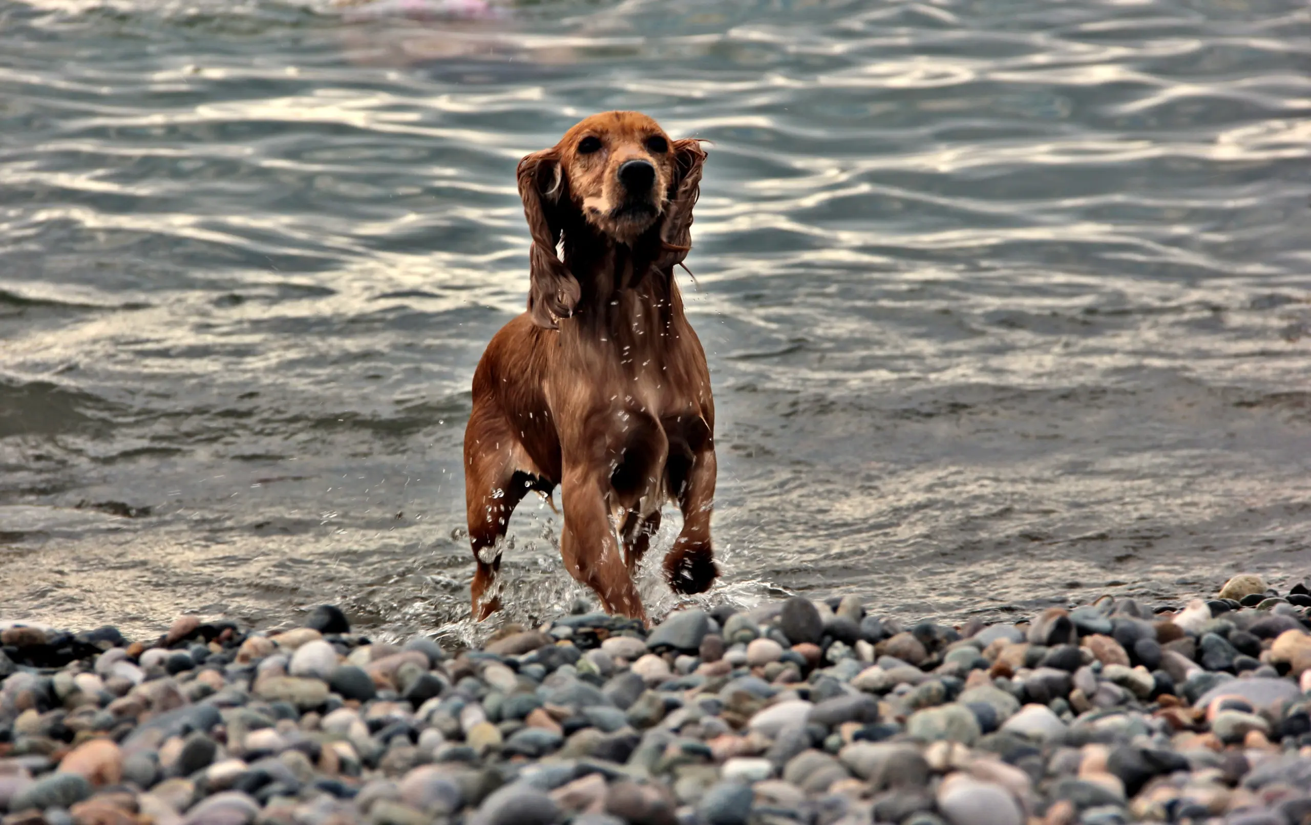 站在海邊碎石灘上、全身紅棕色單色的英國可卡犬