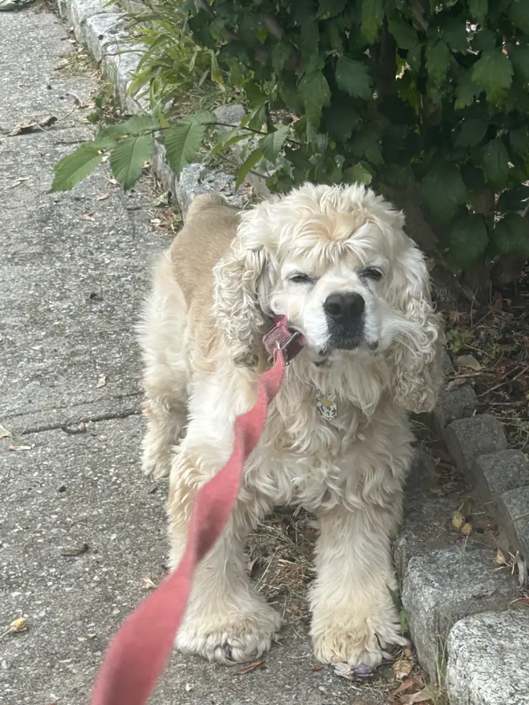 在人行道旁、繫著紅色牽繩的淺奶油色長毛美國可卡犬