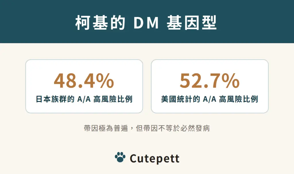 潘布魯克柯基 DM 高風險基因型比例：日本族群 A/A 48.4%，美國統計 A/A 52.7%