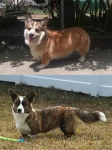 柯基犬