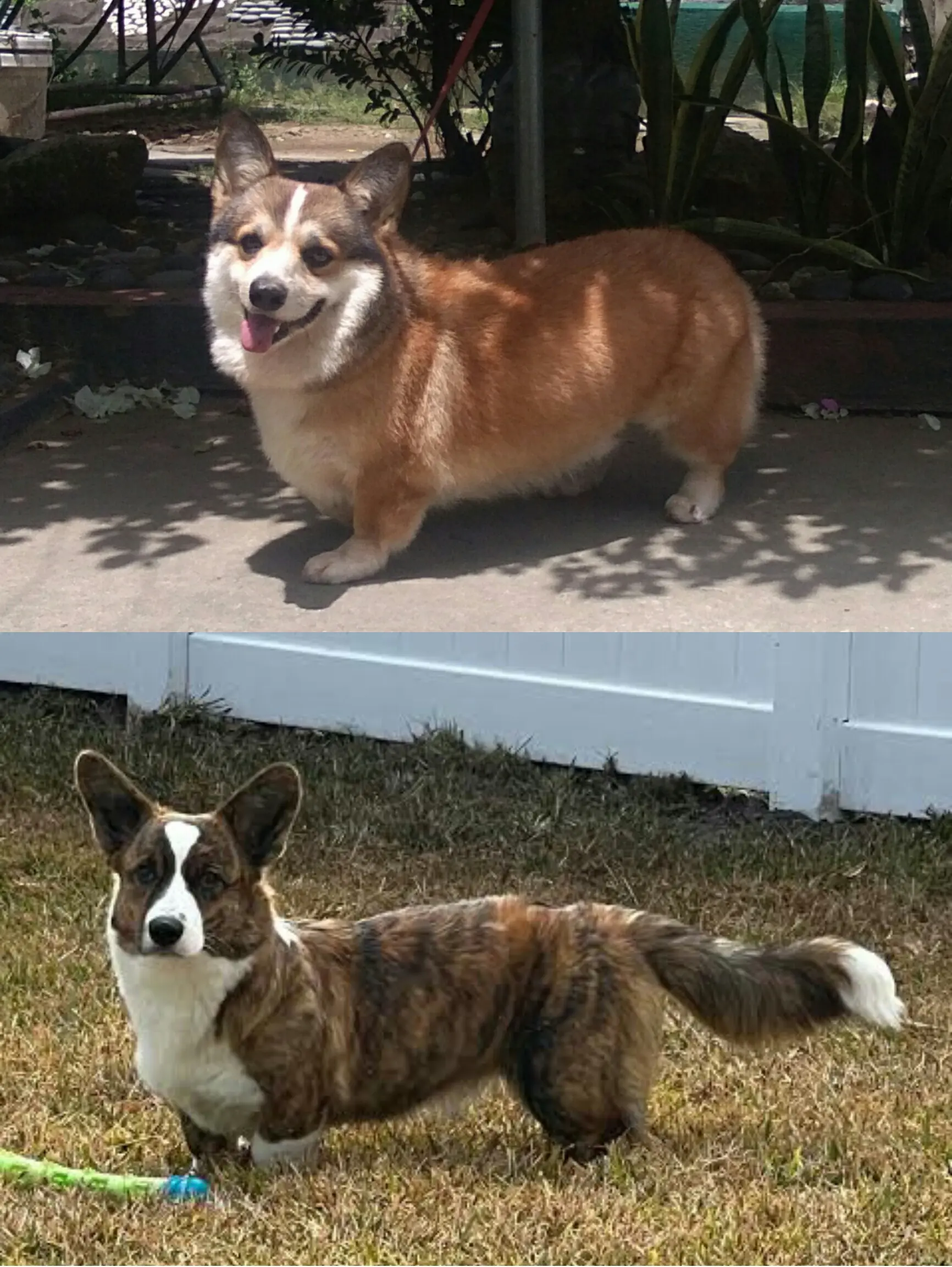柯基犬