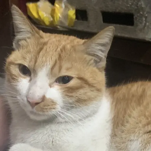 CutePett 編輯部