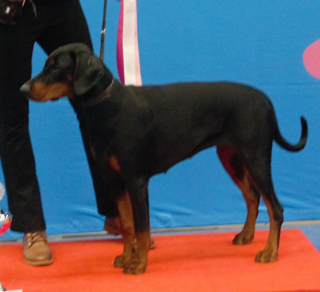 在犬展場地站立、保留天然耳朵與長尾的黑色帶鏽紅斑紋杜賓犬