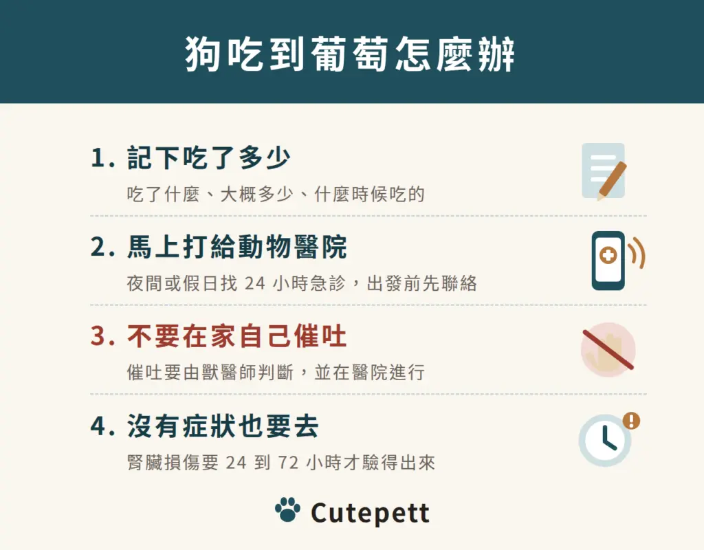 狗吃到葡萄怎麼辦：1 記下吃了多少；2 馬上打給動物醫院；3 不要在家自己催吐；4 沒有症狀也要去
