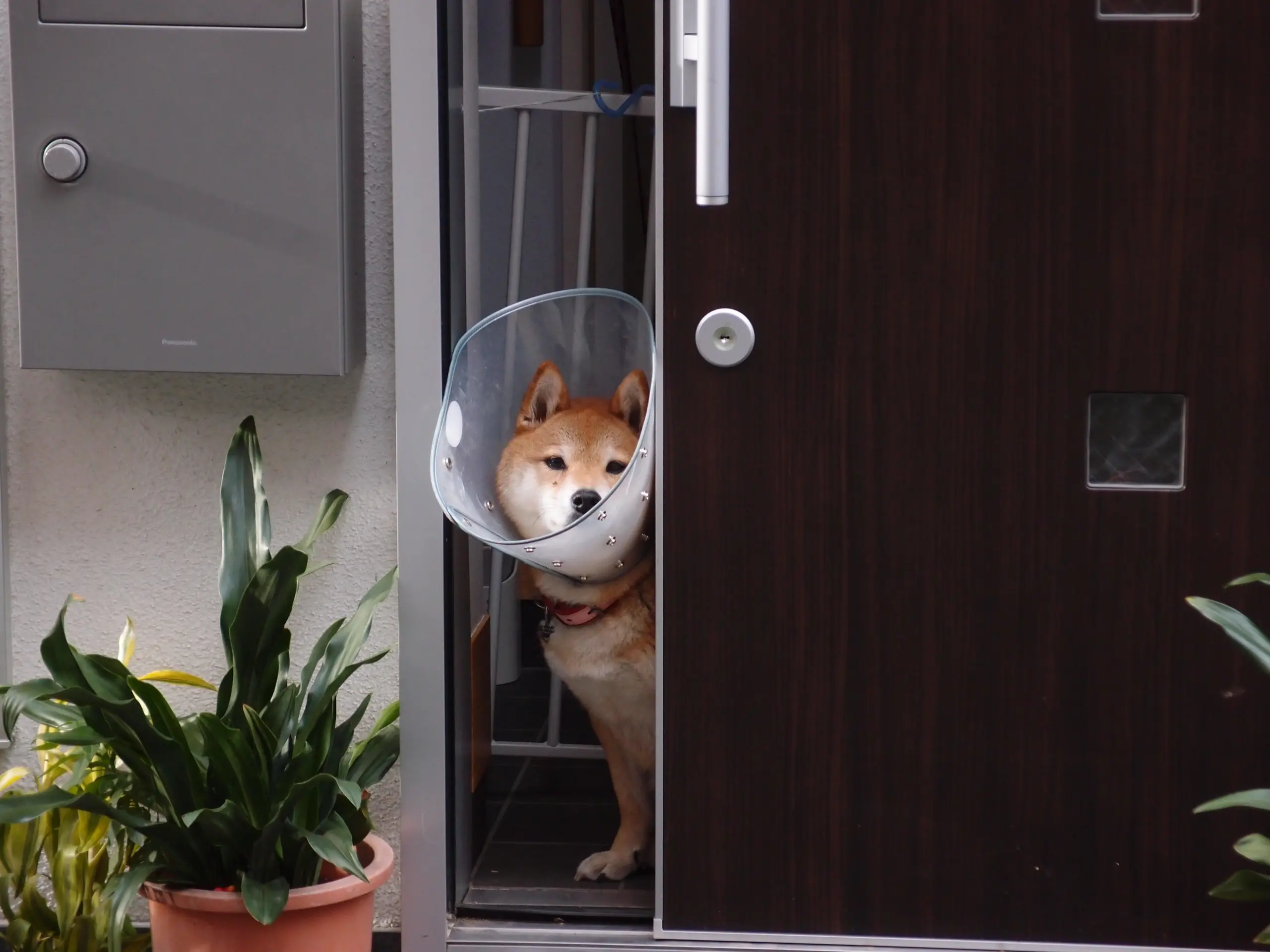 戴透明伊莉莎白頸圈的柴犬從半開的門後探出頭