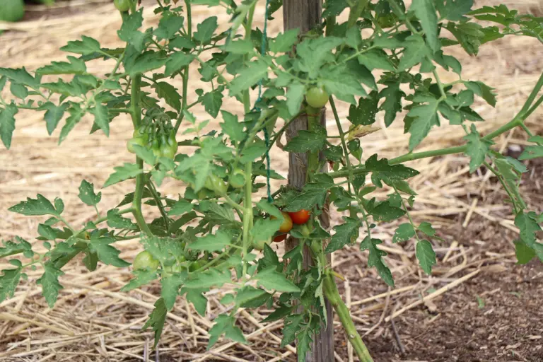 同一株上未成熟的綠番茄與成熟的紅番茄
