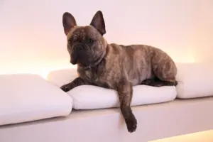 虎斑色的法國鬥牛犬趴在沙發上