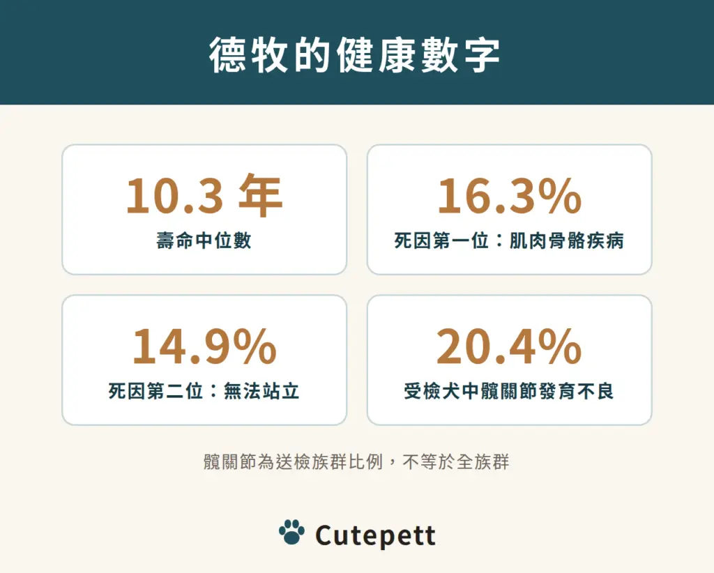 德國牧羊犬健康數字：壽命中位數 10.3 年、死因第一位肌肉骨骼疾病 16.3%、第二位無法站立 14.9%、受檢犬 20.4% 髖關節發育不良