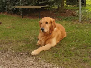 黃金獵犬