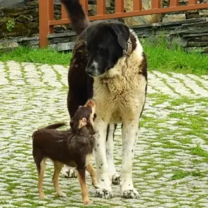 黑白大型犬低頭，身旁的棕色小型犬抬頭看牠