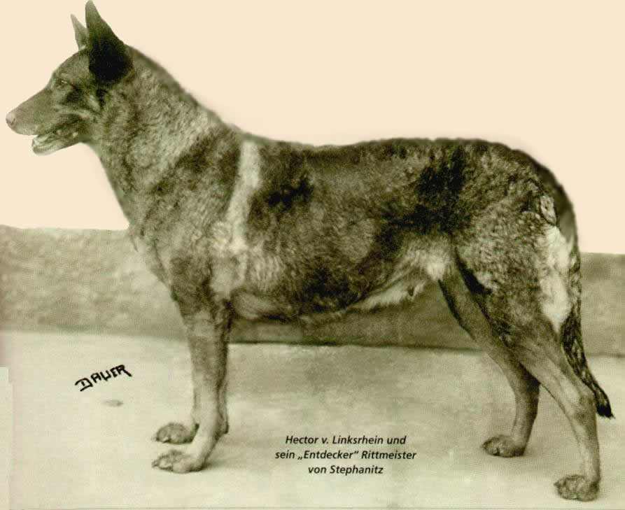 1899 年的 Horand von Grafrath，品種第一隻登記的德國牧羊犬