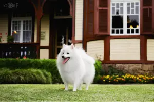 日本狐狸犬