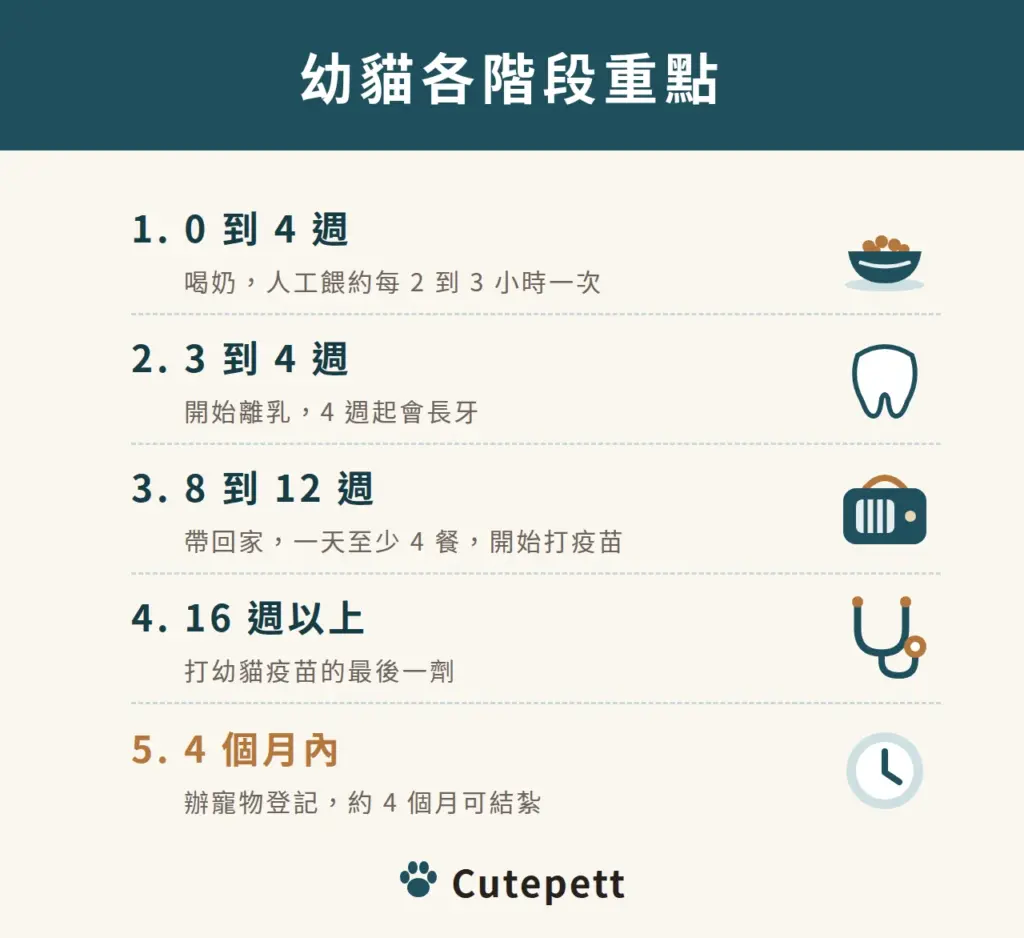 幼貓各階段重點：0 到 4 週喝奶，人工餵奶約每 2 到 3 小時一次，3 到 4 週開始離乳，8 到 12 週帶回家一天至少 4 餐並開始打疫苗，16 週以上打幼貓疫苗最後一劑，4 個月內辦寵物登記、約 4 個月可結紮