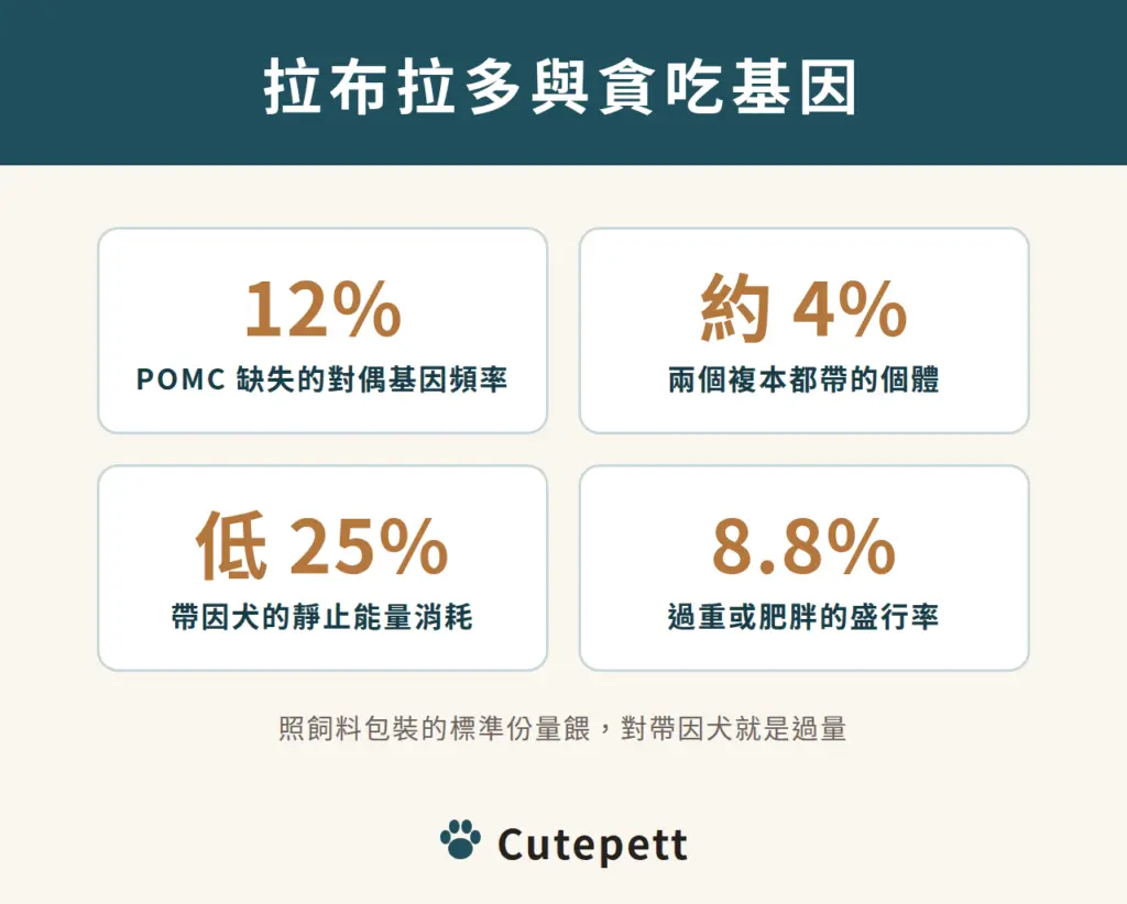 拉布拉多 POMC 基因缺失：對偶基因頻率 12%、約 4% 個體帶兩個複本、帶因犬靜止能量消耗低約 25%、過重或肥胖盛行率 8.8%