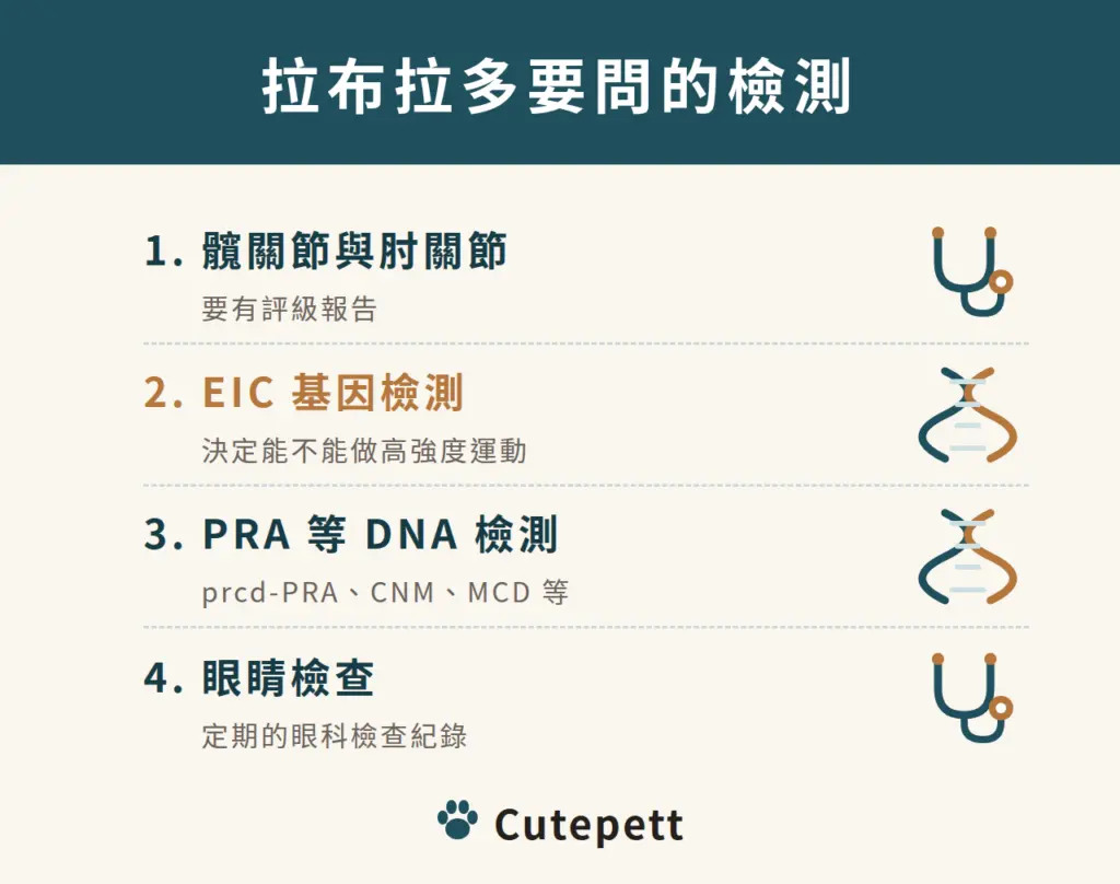 買拉布拉多前要問的檢測：髖關節與肘關節評級、EIC 基因檢測、PRA 等 DNA 檢測、眼睛檢查