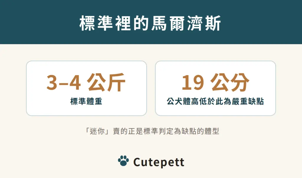 馬爾濟斯品種標準體重 3 到 4 公斤，公犬體高低於 19 公分屬於嚴重缺點