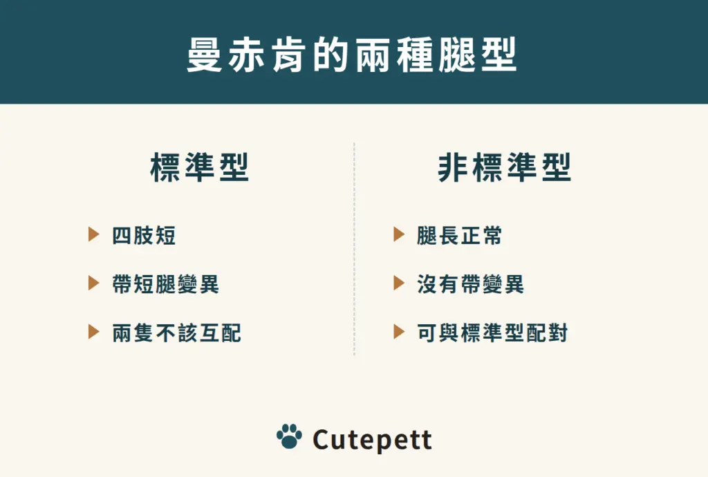 曼赤肯的兩種腿型：標準型四肢短、帶變異、兩隻不該互配；非標準型腿長正常、沒有變異、可與標準型配對