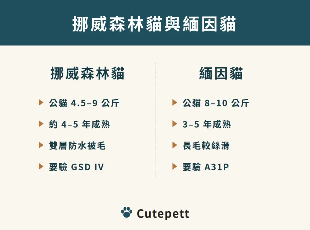 挪威森林貓與緬因貓對照：挪威森林貓公貓 4.5 到 9 公斤、約 4 到 5 年成熟、雙層防水被毛、要驗 GSD IV；緬因貓公貓 8 到 10 公斤、3 到 5 年成熟、長毛較絲滑、要驗 A31P