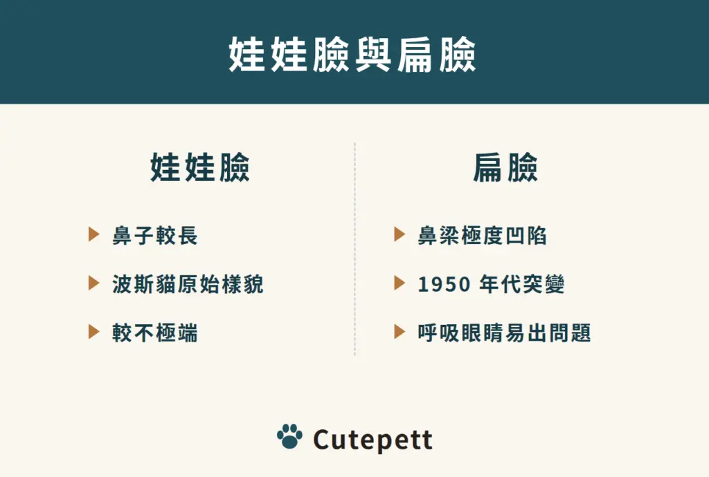 波斯貓娃娃臉與扁臉對照：娃娃臉鼻子較長、是原始樣貌；扁臉鼻梁極度凹陷、源自 1950 年代的突變，呼吸與眼睛容易出問題