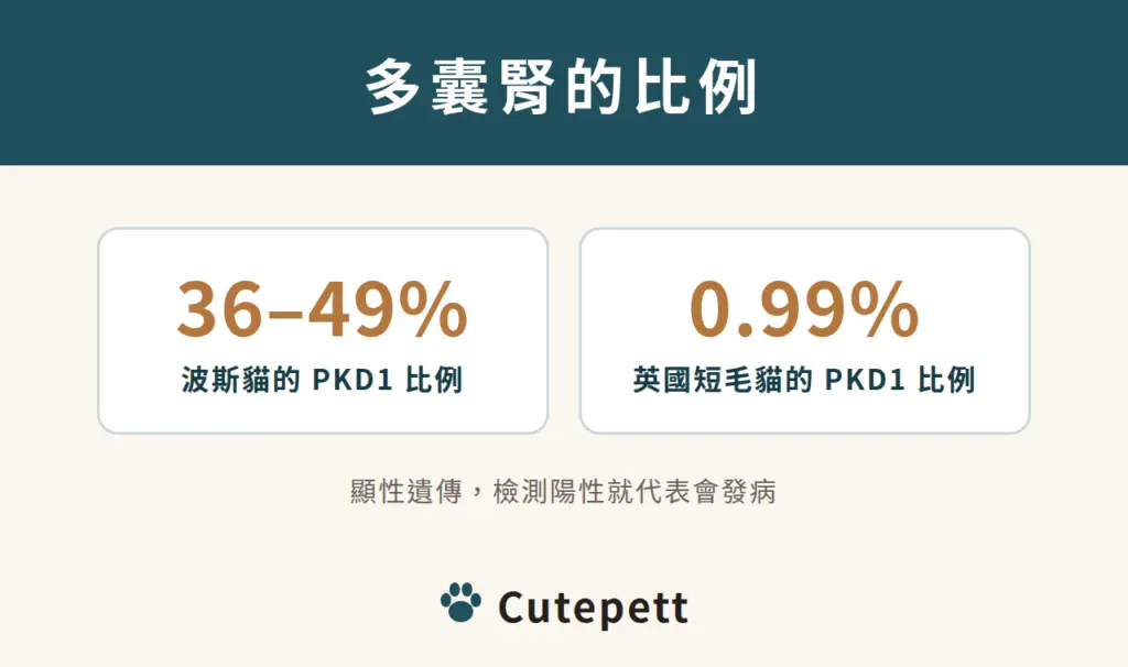 多囊腎 PKD1 比例：波斯貓 36 到 49%，英國短毛貓 0.99%；顯性遺傳，檢測陽性就代表會發病