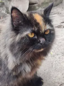 波斯貓