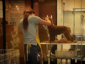 美容師在美容台上替紅棕色貴賓犬修剪毛髮