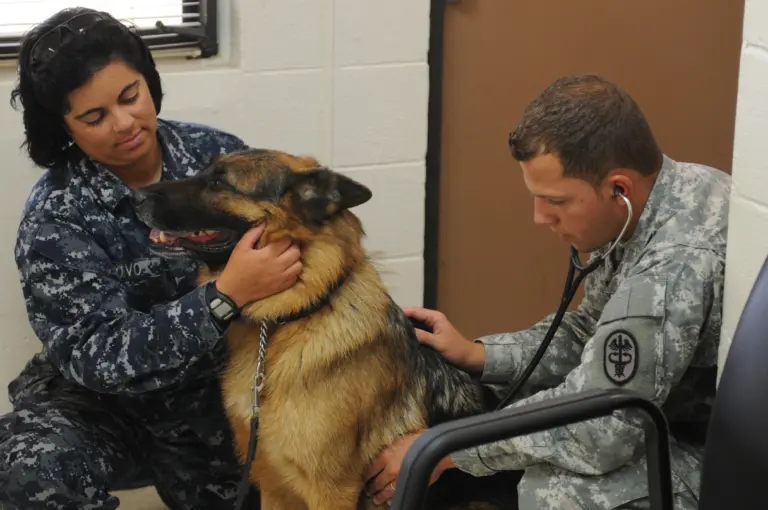 飼主扶著大型犬，獸醫技術員替牠做檢查