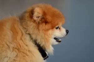 博美犬的側面頭型