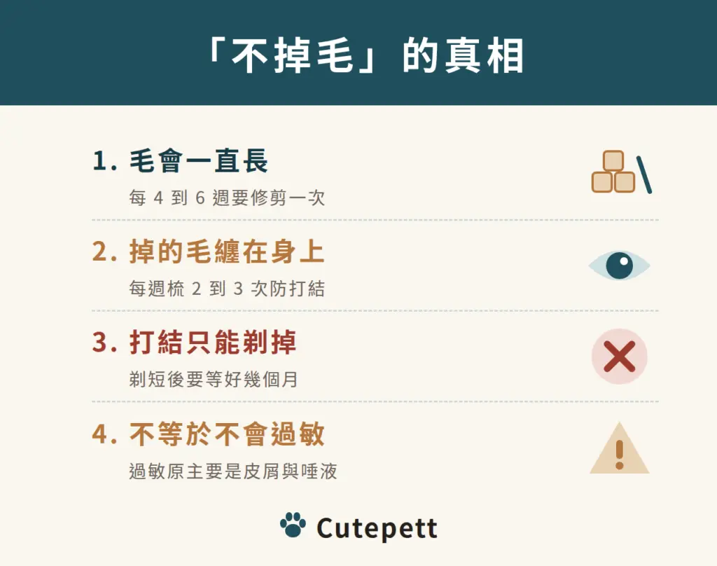 貴賓狗不掉毛的真相：毛會一直長、掉的毛纏在身上、打結只能剃掉、過敏不等於零風險