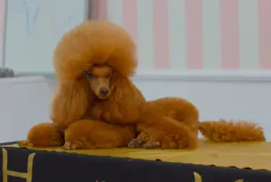 貴賓狗
