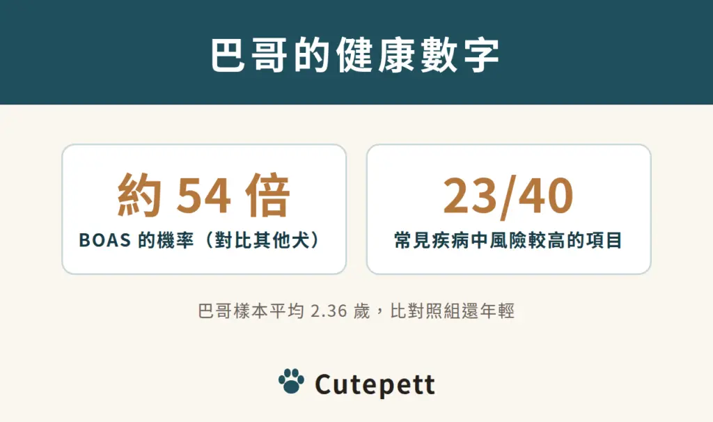 巴哥犬短吻犬阻塞性呼吸道症候群機率約為其他犬種的 54 倍，40 種常見疾病中有 23 種風險較高