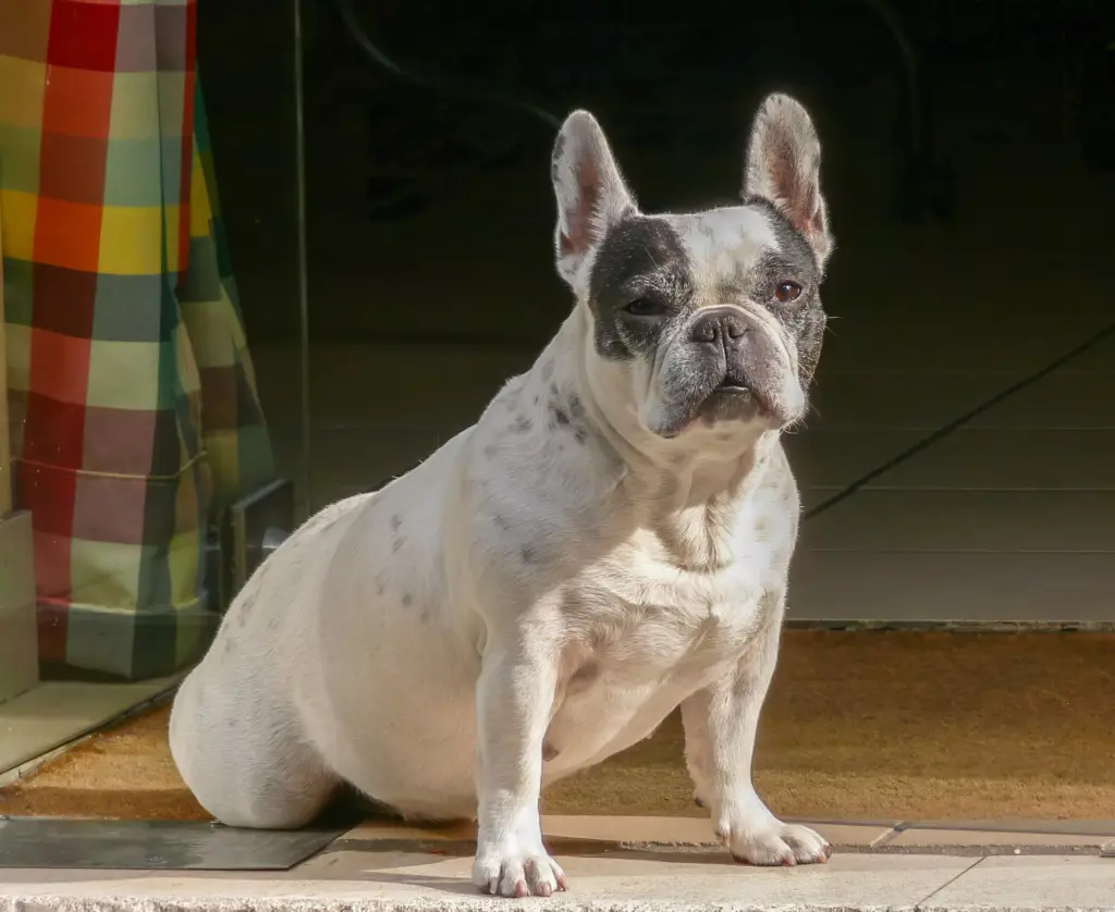 耳朵直立的法國鬥牛犬
