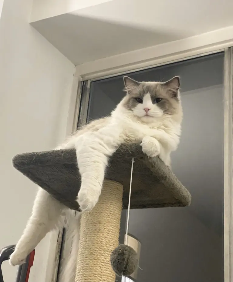 趴在貓跳台上、臉部有倒 V 白色區塊的藍雙色布偶貓