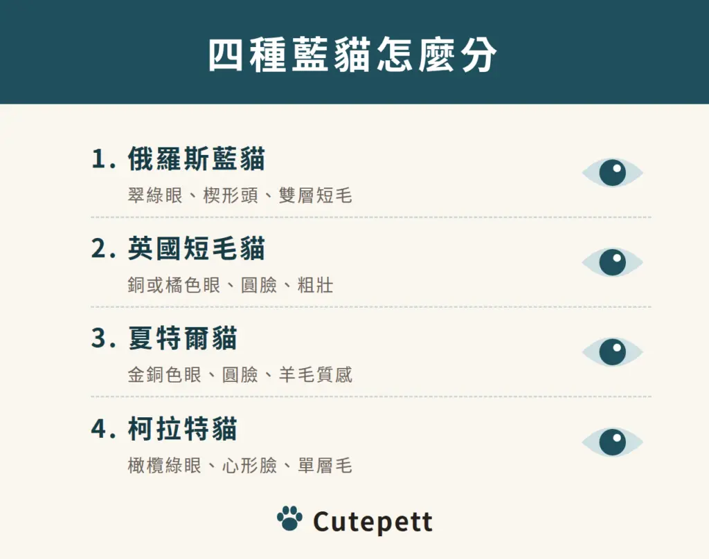 四種藍貓怎麼分：俄羅斯藍貓翠綠眼楔形頭；英國短毛貓銅或橘色眼圓臉；夏特爾貓金銅色眼；柯拉特貓橄欖綠眼心形臉