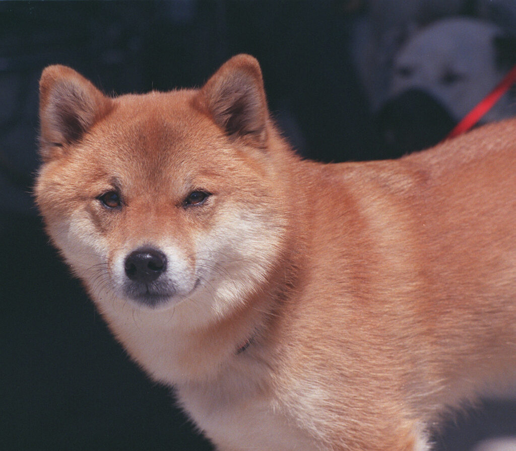 柴犬
