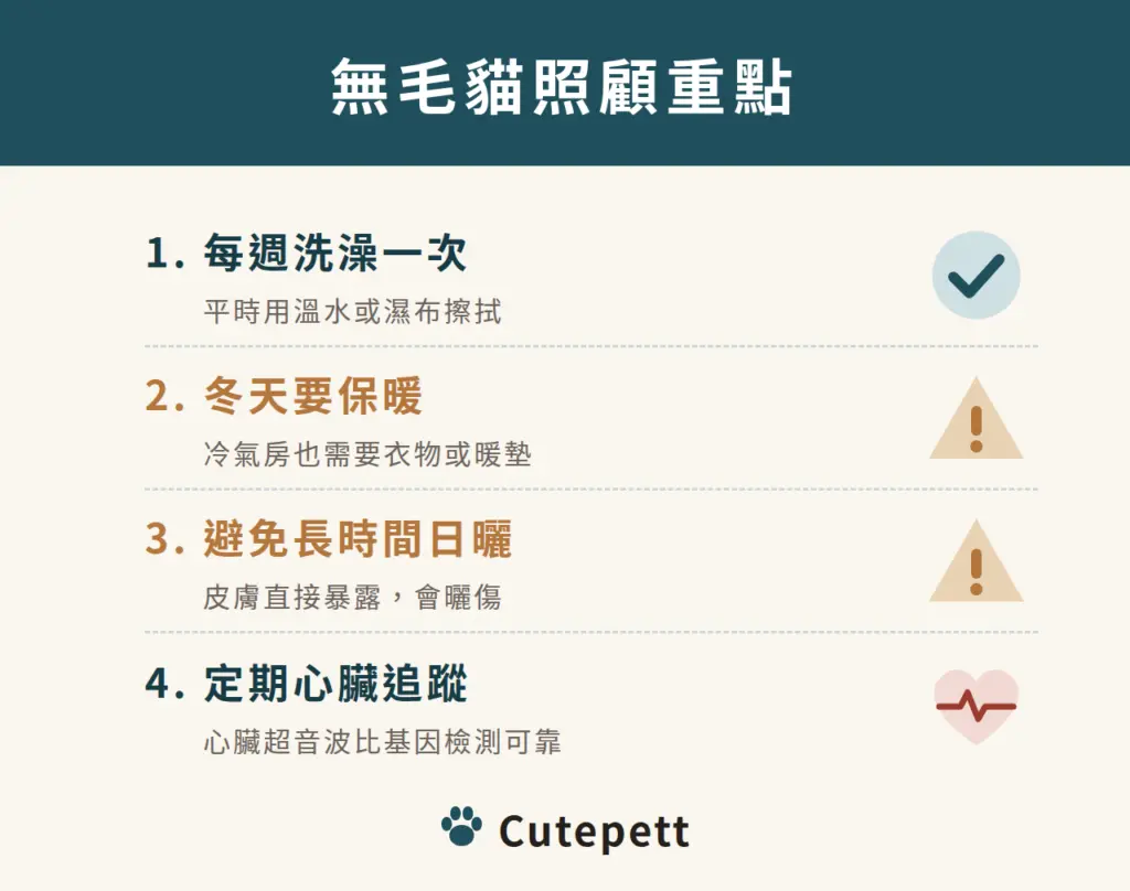 無毛貓照顧重點：1 每週洗澡一次；2 冬天要保暖；3 避免長時間日曬；4 定期心臟追蹤