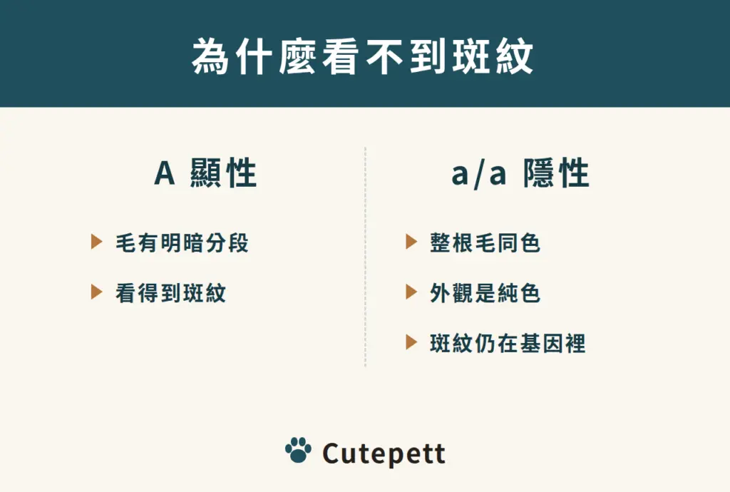 Agouti 基因對照：顯性 A 讓毛有明暗分段、看得到斑紋；隱性 a/a 整根毛同色、外觀純色，但斑紋仍在基因裡