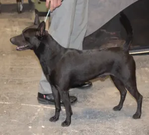 台灣犬
